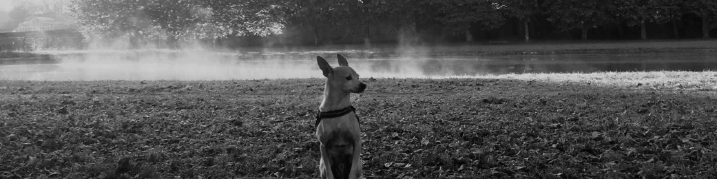 Promenade d’un chien dans le parc du château de Fontainebleau