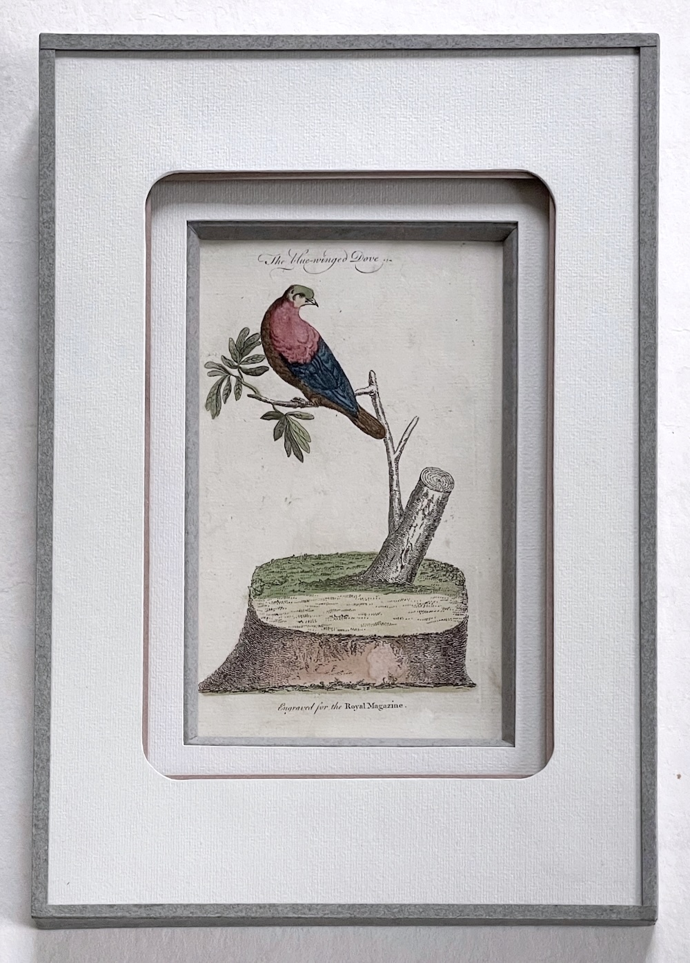 Gravure ancienne encadrée représentant un oiseau coloré perché